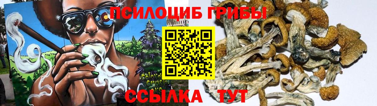 Галлюциногенные грибы Psilocybe  где продают наркотики  Вход с VPN  Алейск  Галлюциногенные грибы мухоморы 