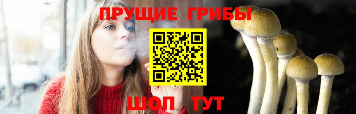 Псилоцибиновые грибы Cubensis Алейск